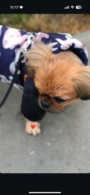 щенята в добрые руки: Pekines, 9 il, Erkek