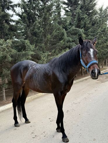 Atlar: Erkək, il: 5, Ünvandan götürmə — 5