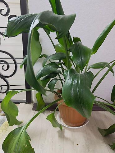 Спецодежда: Бул товарлар сатылат арзан баада жакшы качестводогу кийимдер at lalafo.kg — 23 Спецодежда: Бул товарлар сатылат арзан баада жакшы качестводогу кийимдер — 23