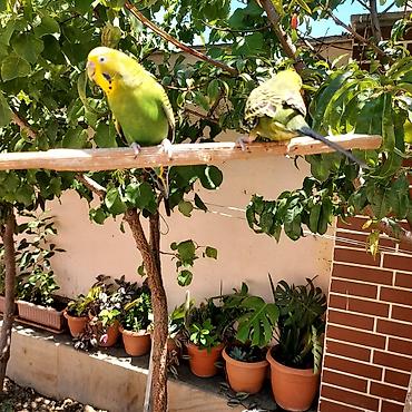 sevgi qusu: 🦜 Erkək və Dişi Cüt Dalğalı Tutuquşuları 🦜 Həyətdə belə uçub — 4