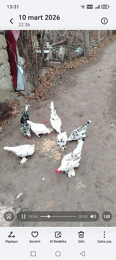 Toyuqlar: Toyuq, Damazlıq — 6