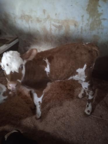 Dana, buzov: Dana, buzov, Dişi, ay: 1, Damazlıq, Ünvandan götürmə — 6