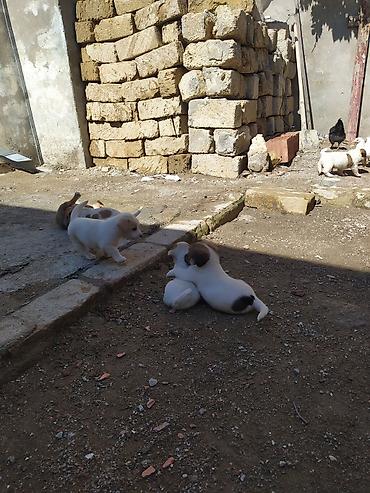 İtlər: Peyvəndli — 6
