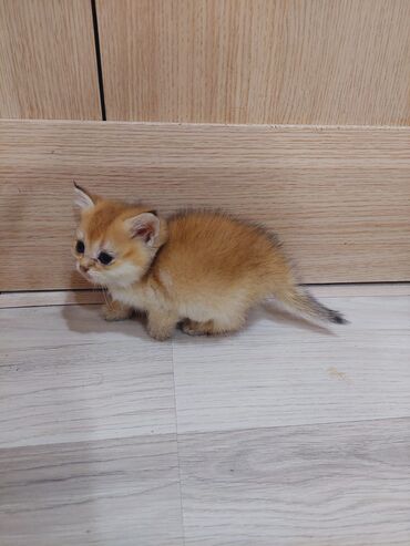 Pişiklər: Qızıl şinşilla, Erkək, Dişi, Ünvandan götürmə — 16