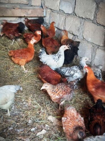 Lüğətlər: Toyuq cücələri, Ətlik, Ünvandan götürmə, Ödənişli çatdırılma