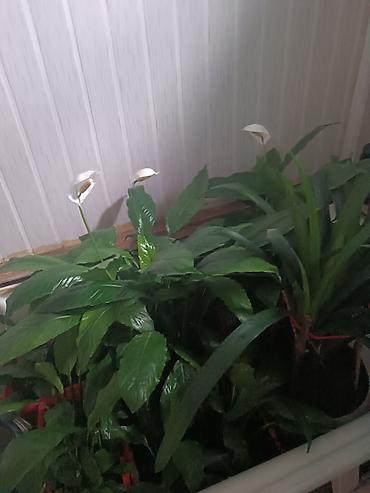 покрывалы: Спатифиллум (Spathiphyllum) в горшке - Домашнее тропическое растение — 2