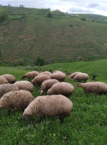 qoyunun qiymeti: Dişi, il: 1, Damazlıq, Ünvandan götürmə