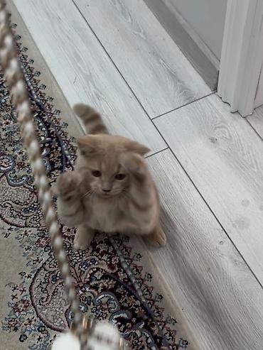 кошка шотландская вислоухая: Кошка даром: Скотиш Фолд (Шотландская вислоухая), 6 месяцев, Мальчик, С прививками — 3
