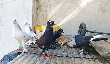 menks cinsli pişik: Satılır. Bir cüt ayağı lələkli, erkəyi oynaq cüt . Yumurtaya — 2