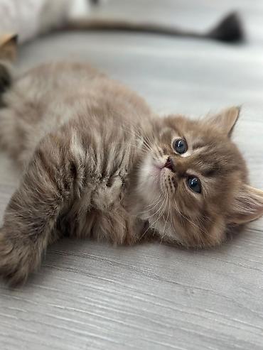 Pişiklər: Britan — 4