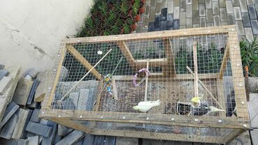 Tutuquşları: 2 disi 1 ərkek 1 yaşları var qefesle bir yerdə satılır qəfəsin uzunu — 5