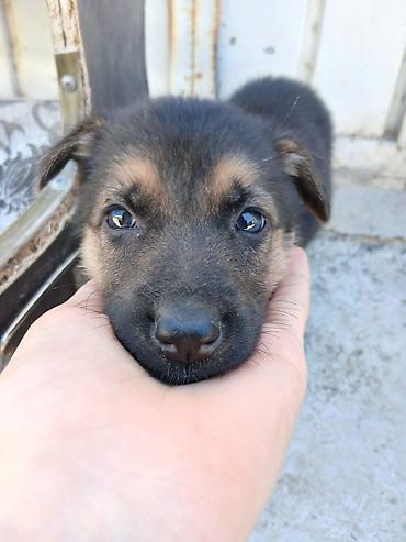 Продажа собак: 2 месяца, Самец, С прививкой — 3