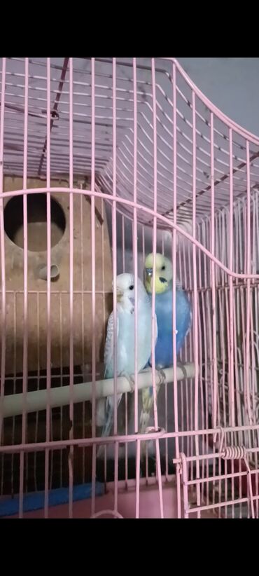 Tutuquşları: Salam hazir cut 2 defe bala almisam kocle baxli satiram hazir cut — 6