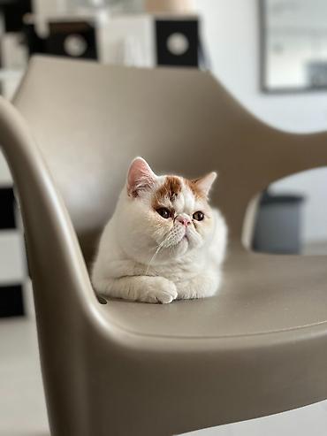 Mačke: Na prodaju mačići persijske egzotične (Exotic Shorthair) rase. Vrlo na lalafo.rs — 14 Mačke: Na prodaju mačići persijske egzotične (Exotic Shorthair) rase. Vrlo — 14