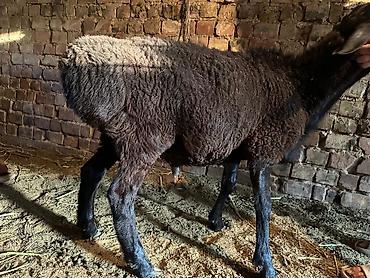 Баран, овца: Продаю | Овца (самка) | Для разведения | Племенные — 5