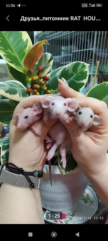 хомяки ош: Привет друзья. в питомнике Rat hause Love, родились новые детки — 1