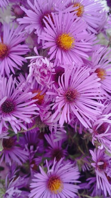 сколько стоит семена тюльпана: Продам куст сентябринки