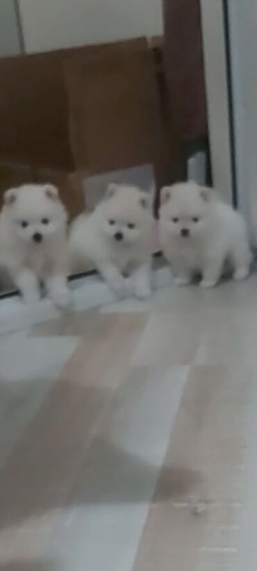 İtlər: Şpitz, 1 ay, Erkek — 3