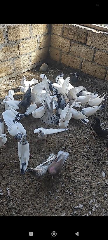 satılan atlar: Tərgizmə heyvanlardi kom satilir tek tek satilmir — 8