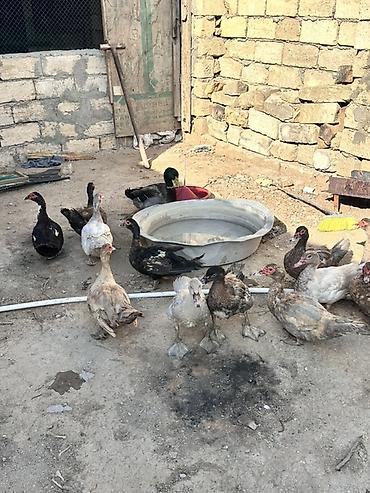 Satılır: hinduşka və muskus ördəkləri (indyuk və indoutka) Təsvir: -