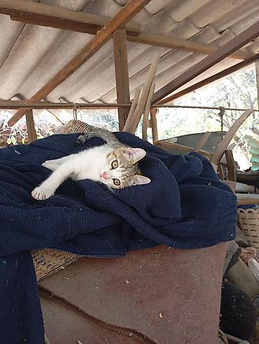 1 мальчик 2 котенка фулл: Котёнок мальчик 2 месяца — 2