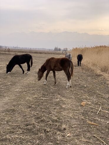 Лошади, кони: Продаю | Кобыла (самка) | Рабочий — 12