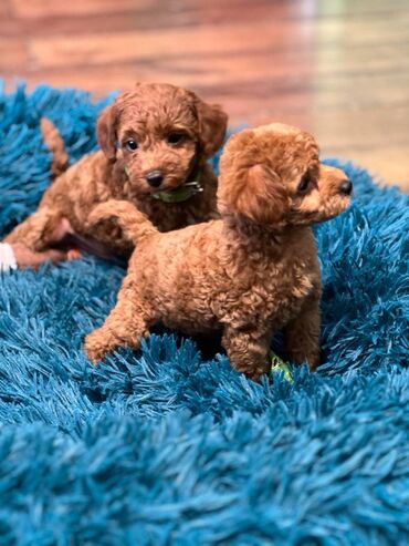 Psi: Nasa odgajivacnica se nalazi u Indjiji i bavimo se uzgojom pasa 15 — 4