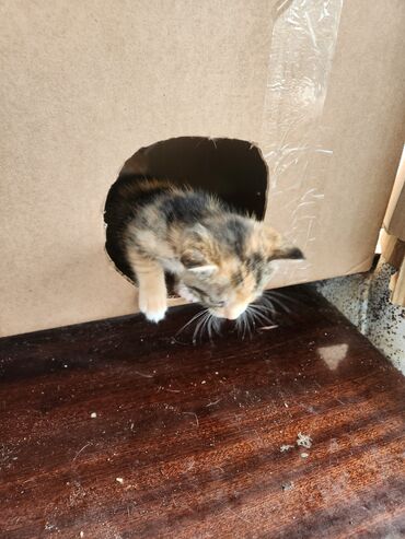 Pişiklər: Dişi — 10