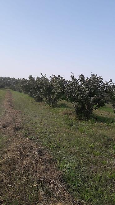 astara ev satılır: Kənd təsərrüfatı, Kommunal xətlər qoşulmayıb — 1