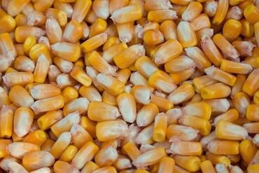 сколько стоит гантели: Продаю кукурузу около 70 тонн