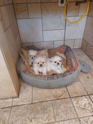 pişiklər ucun bit dərmanı: Пекинес, 1 месяц, Самец, С прививками, Самовывоз