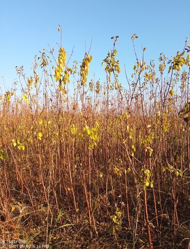Şitillər: Meyvə tingləri satışdadır və sağlam zəmanətli sifariş verə bilərsiz -da lalafo.az — 3 Şitillər: Meyvə tingləri satışdadır və sağlam zəmanətli sifariş verə bilərsiz — 3