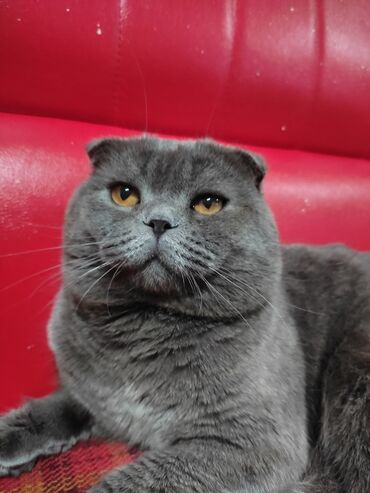 британский черный кот: Продаётся кот породы Скотиш фолд, шотландский вислоухий, британский