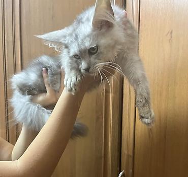 котенок сиамский: Мейн-кун, 3 месяца, Девочка, Серый — 1