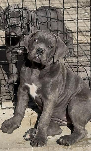 Psi: Dostupni za rezervaciju stenci Cane Corso iz registrovane — 3