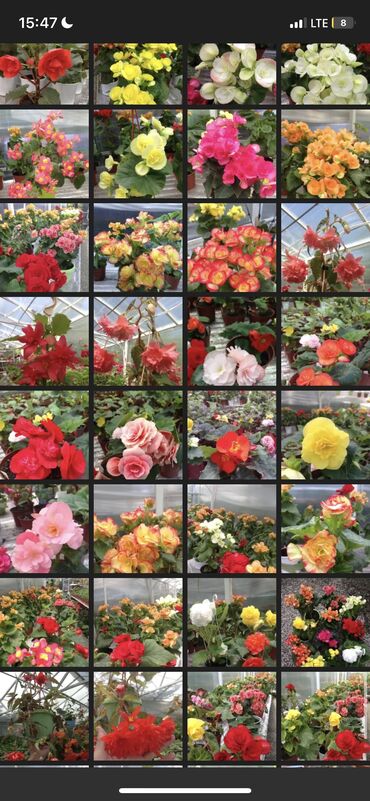 Другие виды семян и саженцев: Бегония, есть разные сорта — 1