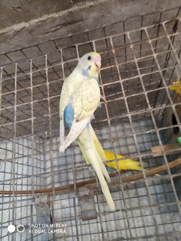 Tutuquşları: Valnisti papuqaylar satilir tutuquşular coxdu renbow var onun qiyməti — 1