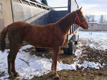 Лошади, кони: Продаю | Жеребенок | Полукровка | Для разведения | Племенные — 10