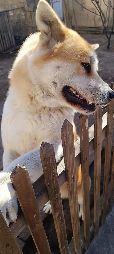 doberman itləri: Akita-inu, Dişi, Peyvəndli, Ünvandan götürmə — 2