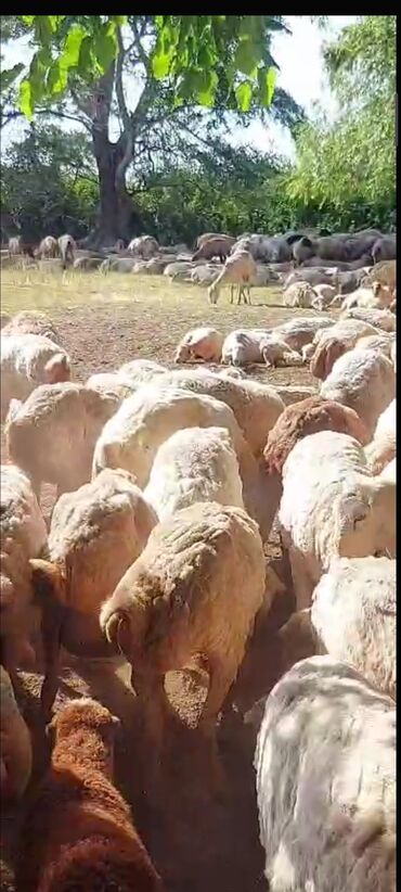 Qoyunlar, qoçlar: Dişi, il: 1, 30 kq, Ünvandan götürmə