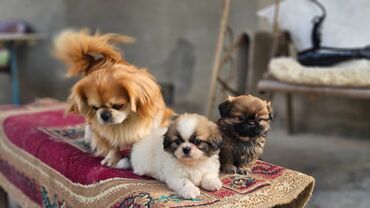 İtlər: Pekines, 2 ay, Erkek — 4