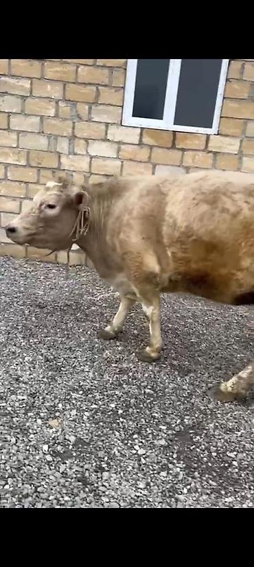 Inəklər, öküzlər: Salam aleykum əziz dosdlar bele bir gözel dogmamiş dügemiz çıxdı -da lalafo.az — 5 Inəklər, öküzlər: Salam aleykum əziz dosdlar bele bir gözel dogmamiş dügemiz çıxdı — 5