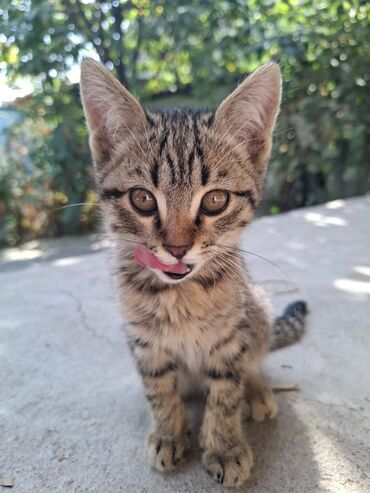 отдам животных в хорошие руки: Котёнок, полосатый табби. отдам в хорошие заботливые руки даром