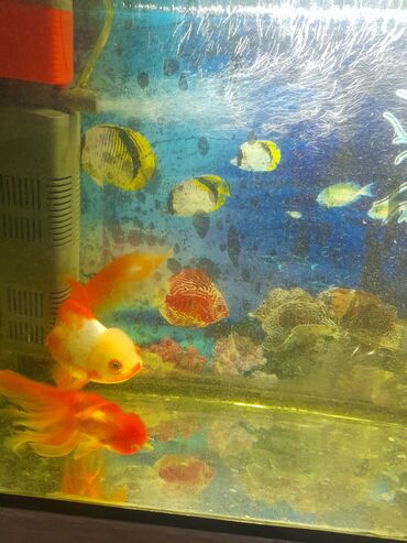 куплю аквариум с рыбками: Продам аквариум на 70 литров с золотыми рыбками
