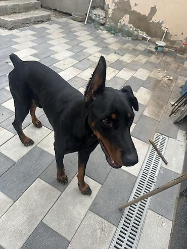 doberman balalari: Doberman, Erkək — 3