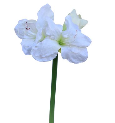 декоративная плитка: Цветок декоративный Амараллис искусственный, высотой 85 см