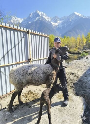 ящик пчелы: Сатам | Ургаачы кой (ургаачы) | Көбөйтүү үчүн | Ургаачы