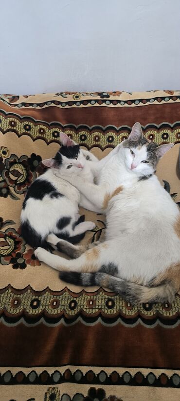 Pişiklər: Erkək, Yaxşı əllərə -da lalafo.az — 4 Pişiklər: Erkək, Yaxşı əllərə — 4