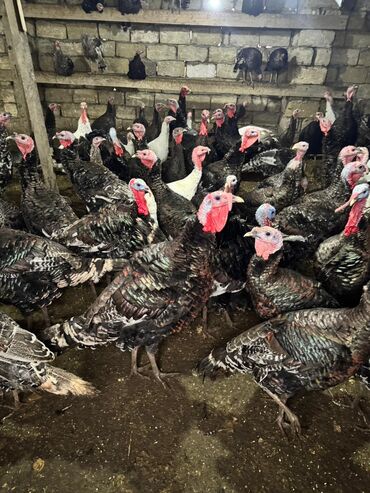 Hinduşka: Məhsul: Hinduşka sürüsü Təsvir: - Şəkillərdə gördüyünüz damazlıq — 1