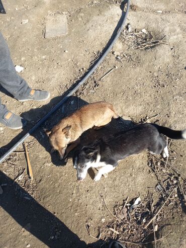 İtlər: Zvanoklar 2 aylıq tam saglam — 11